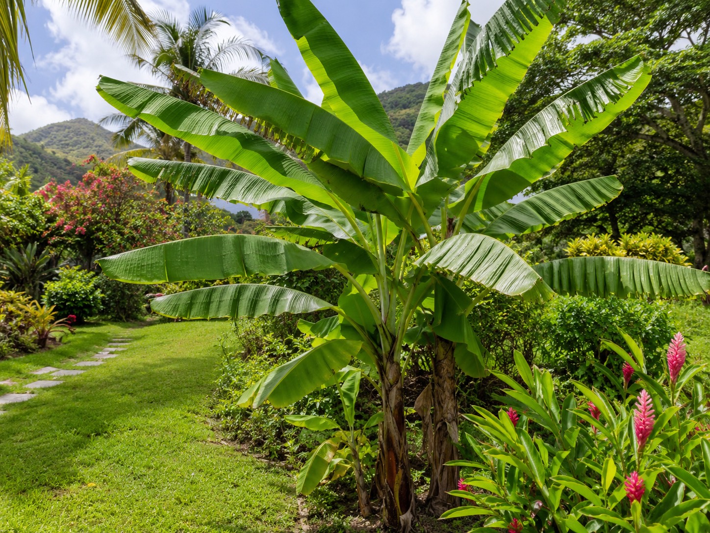 Bananiers dans un jardin créole en Guadeloupe